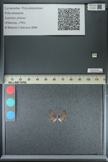 Media type: image;   Entomology 184087
